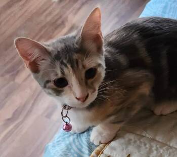 Wisteria -  Dilute Tortoiseshell and Domestic Short Hair Cat for Adoption in Las Cruces, New Mexico - Wisteria | PetCurious