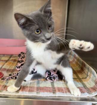 Boots -  Domestic Short Hair Cat for Adoption in Bloomsdale, Missouri - Boots | PetCurious