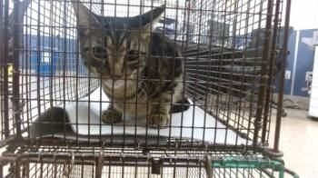 Domestic Short Hair Cats Available for Adoption in Doral, Florida - KALE | PetCurious