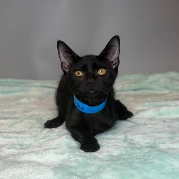Mila -  Domestic Short Hair Cat for Adoption in San Antonio, Texas - Mila | PetCurious