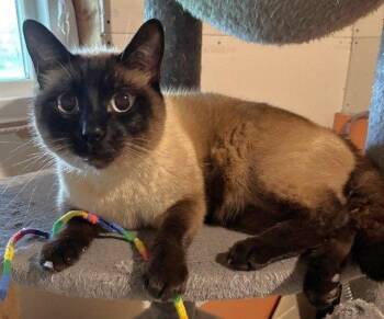 Siamese and Domestic Short Hair Cats Available for Adoption in Lenexa, Kansas - Bonsai And Buddy Boo | PetCurious