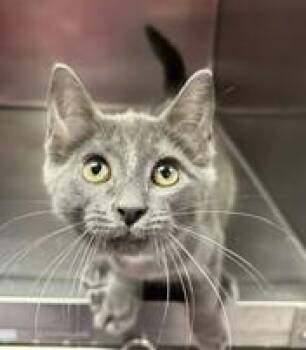 Thumper -  Domestic Short Hair Cat for Adoption in West Chester, Pennsylvania - Thumper | PetCurious