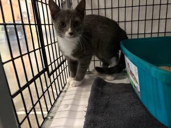 Pasilla -  Domestic Short Hair Cat for Adoption in Raleigh, North Carolina - Pasilla | PetCurious