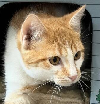 Rescue Domestic Short Hair Cats for Adoption in Sault Ste. Marie, Michigan - Cooper | PetCurious