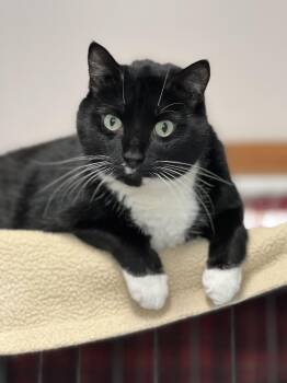 Rescue Domestic Short Hair and Tuxedo Cats for Adoption in Germansville, Pennsylvania - Tugger | PetCurious