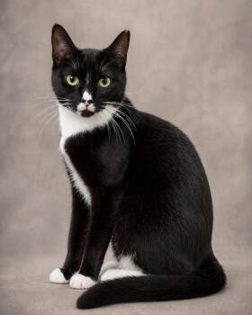 Domestic Short Hair Cats Available for Adoption in Miami, Florida - Mittens | PetCurious