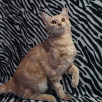 Leapfrog -  Domestic Short Hair Cat for Adoption in Wheaton, Illinois - Leapfrog | PetCurious