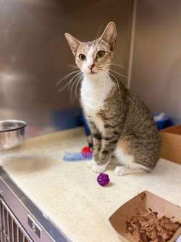 Rescue Domestic Short Hair Cats for Adoption in West Chester, Pennsylvania - Tawney | PetCurious