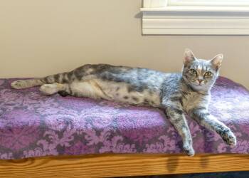 Tortoiseshell and Domestic Short Hair Cats Available for Adoption in Buford, Georgia - Hera | PetCurious