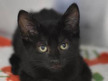 Strawberry Balsamic -  Domestic Short Hair Cat for Adoption in Portland, Oregon - Strawberry Balsamic | PetCurious