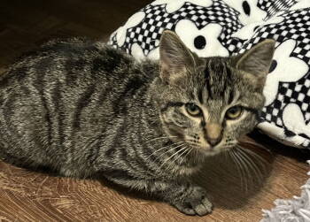 Rescue Domestic Short Hair Cats for Adoption in Fenton, Missouri - Liam | PetCurious