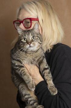 Freyja -  Domestic Short Hair Cat Available for Adoption in Chicago, Illinois - Freyja | PetCurious