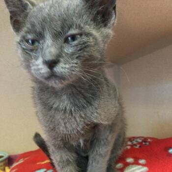Kawaii -  Domestic Short Hair Cat for Adoption in Redwood City, California - Kawaii | PetCurious