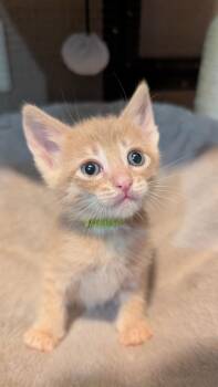 Tabby Cats Available for Adoption in Lodi, California - Clover | PetCurious