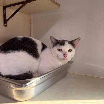 Rescue Domestic Short Hair Cats for Adoption in Harlingen, Texas - Bruno | PetCurious