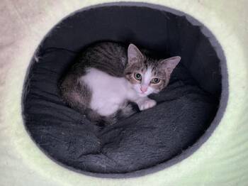 Rosie -  Tabby and Tuxedo Cat for Adoption in Oxford, Mississippi - Rosie | PetCurious