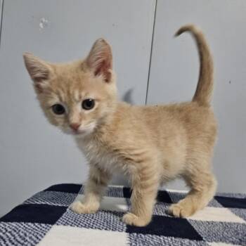 Rescue Domestic Short Hair Cats for Adoption in Danville, Illinois - Lemongrass | PetCurious