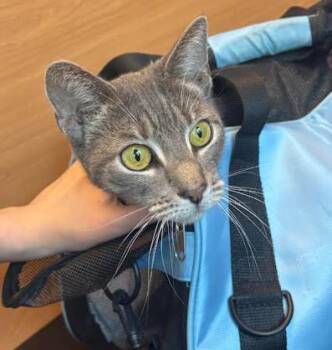 Rescue Domestic Short Hair Cats for Adoption in Chamblee, Georgia - Adelaide | PetCurious