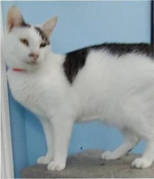 Lindy -  Foster home -  Domestic Short Hair Cat for Adoption in Oakland Park, Florida - Lindy -  Foster Home | PetCurious