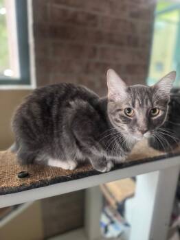 Stimpy -  Domestic Short Hair Cat for Adoption in Little Rock, Arkansas - Stimpy | PetCurious