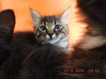Norwegian Forest Cat and Domestic Short Hair Cats Available for Adoption in North Richland Hills, Texas - Splash | PetCurious