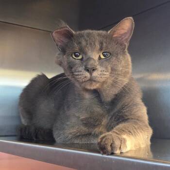 Mercer -  Domestic Short Hair Cat for Adoption in Bristol, Indiana - Mercer | PetCurious