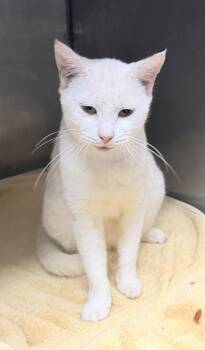 Skimbleshanks -  Domestic Short Hair Cat for Adoption in Elizabethtown, North Carolina - Skimbleshanks | PetCurious