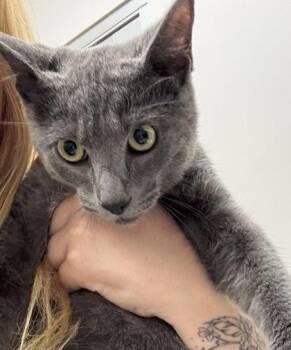 Cinnamon Roll -  Domestic Short Hair Cat for Adoption in Sacramento, California - Cinnamon Roll | PetCurious
