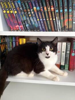 Domestic Short Hair Cats Available for Adoption in Arthur, Ontario - Gertrude | PetCurious