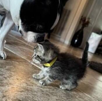 Bruce -  Domestic Short Hair Cat for Adoption in Liverpool, Texas - Bruce | PetCurious