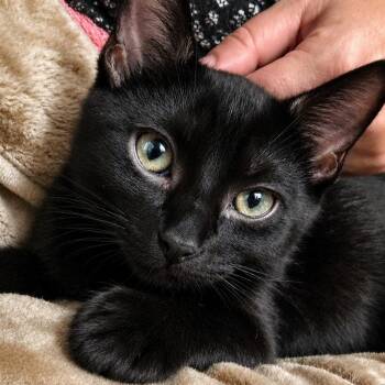 Cinders -  Domestic Short Hair Cat for Adoption in Santa Ana, California - Cinders | PetCurious