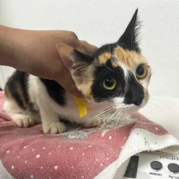 A887658 -  Domestic Short Hair Cat for Adoption in Camarillo, California - A887658 | PetCurious