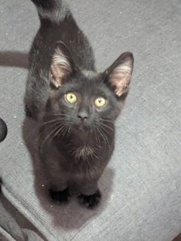 Rescue Domestic Short Hair Cats for Adoption in Fishers, Indiana - Gibbous | PetCurious