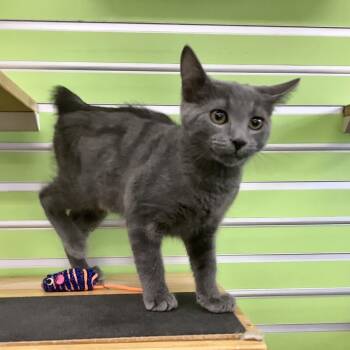 Grey -  Domestic Short Hair Cat for Adoption in Montgomery, Alabama - Grey | PetCurious