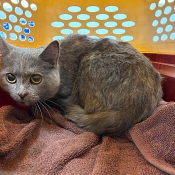 Drizzle -  Domestic Medium Hair Cat for Adoption in Allentown, Pennsylvania - Drizzle | PetCurious
