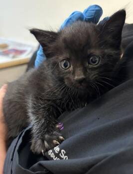 Marc Jacobs -  Domestic Short Hair Cat for Adoption in West Chester, Pennsylvania - Marc Jacobs | PetCurious