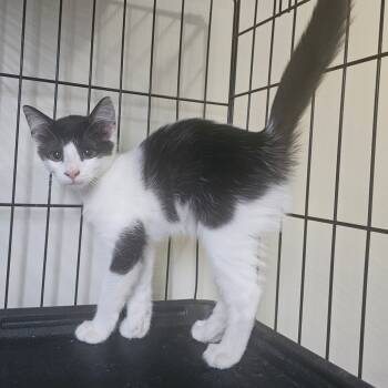 Rescue Domestic Short Hair Cats for Adoption in Hedgesville, West Virginia - Delilah | PetCurious