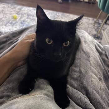 Thackery -  Domestic Short Hair Cat for Adoption in Auburn, Alabama - Thackery | PetCurious