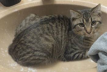 Tabby and Domestic Short Hair Cats Available for Adoption - Noah | PetCurious
