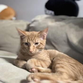 Rescue Domestic Short Hair Cats for Adoption in Roseville, Minnesota - V | PetCurious