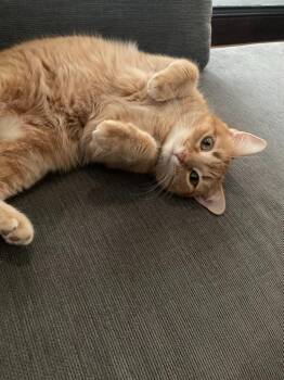 Charlotte -  Domestic Short Hair Cat for Adoption in Minneapolis, Minnesota - Charlotte | PetCurious