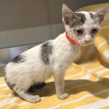 IVHS-Stray-143751 -  Domestic Short Hair Cat for Adoption in San Gabriel, California - IVHS-Stray-143751 | PetCurious