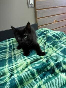 Jax -  Domestic Medium Hair Cat for Adoption in Sidney, Ohio - Jax | PetCurious