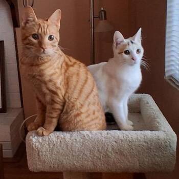 Domestic Short Hair Cats Available for Adoption - Marshmellow | PetCurious