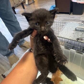 Paprika -  Domestic Short Hair Cat for Adoption in Lake Jackson, Texas - Paprika | PetCurious