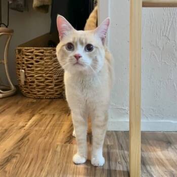 Rescue Domestic Short Hair Cats for Adoption in Yucca Valley, California - Stu | PetCurious