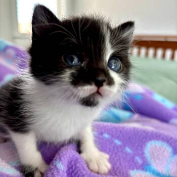 Domestic Short Hair Cats Available for Adoption in Brownsboro, Alabama - Nala | PetCurious