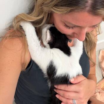 Jack -  Domestic Short Hair Cat for Adoption in Tustin, California - Jack | PetCurious