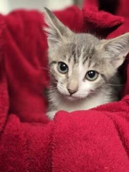 Sam -  Domestic Short Hair Cat for Adoption in Houston, Texas - Sam | PetCurious