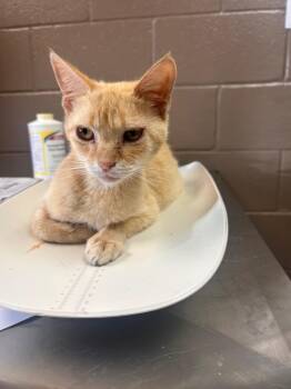 Sunny-D -  Domestic Short Hair Cat for Adoption in New Cumberland, West Virginia - Sunny-D | PetCurious